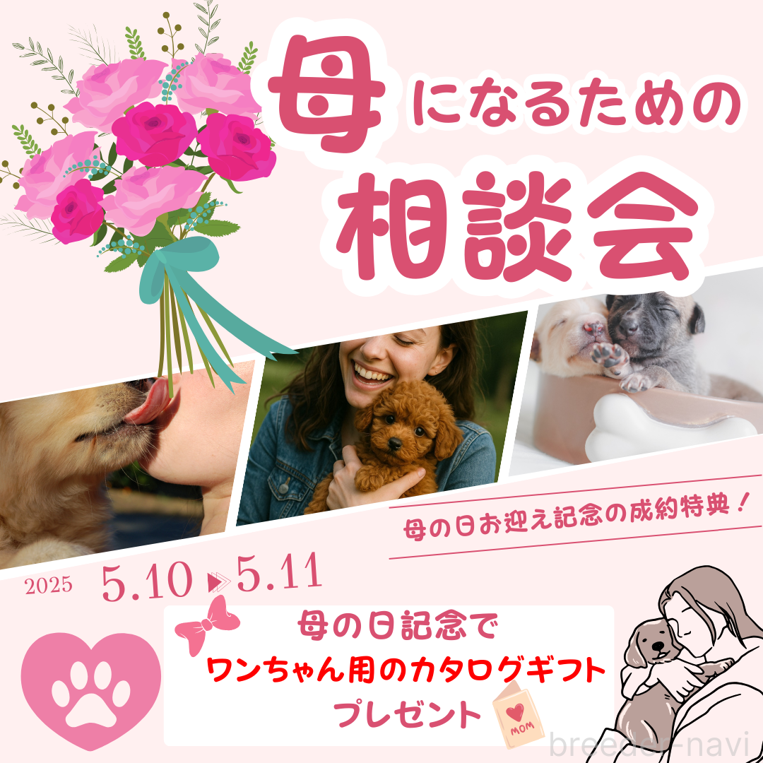 販売中の千葉県のカニンヘンダックスフンド(ロングヘアード)-385721の3枚目